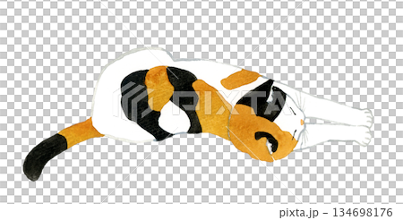 根ながら伸びをしている三毛猫 ペット・動物の手描き水彩イラスト素材 根ながら伸びをしている三毛猫 ペット・動物の手描き水彩イラスト素材 134698176