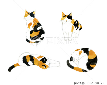 かわいい三毛猫のセット　ペット・動物の手描き水彩イラスト素材 134698179