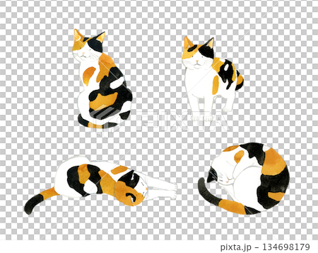 かわいい三毛猫のセット　ペット・動物の手描き水彩イラスト素材 134698179