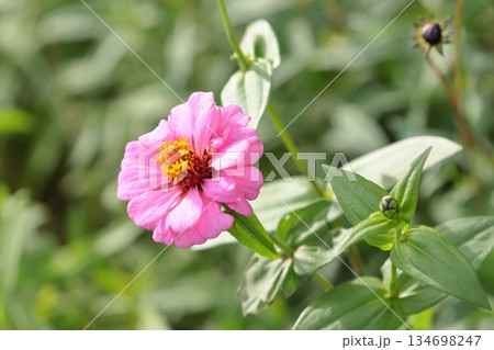 ヒャクニチソウのクローズアップ 134698247