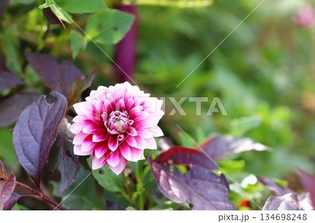 ダリアのクローズ 134698248