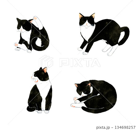 かわいい白黒ハチワレ猫のセット　ペット・動物の手描き水彩イラスト素材集 134698257