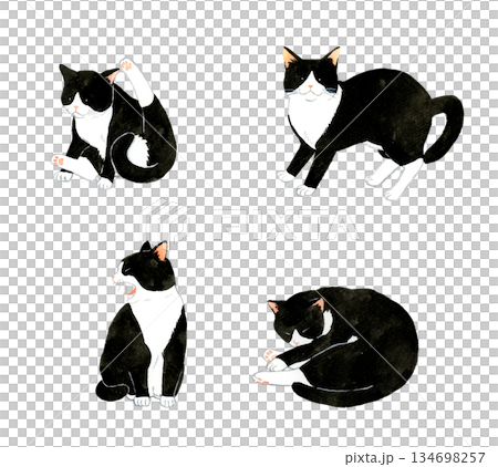 一組可愛的黑白虎斑貓。一系列手繪水彩寵物和動物插畫。 134698257