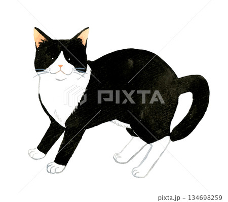 白黒ハチワレ猫　ペット・動物の手描き水彩イラスト素材 134698259