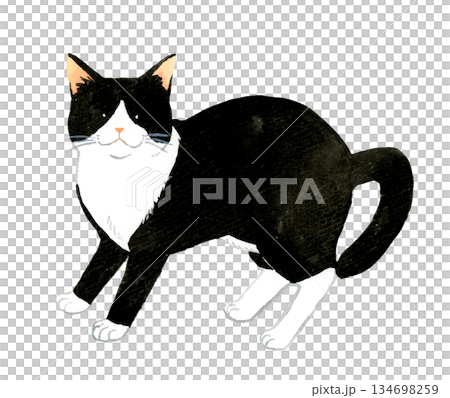 白黒ハチワレ猫　ペット・動物の手描き水彩イラスト素材 134698259