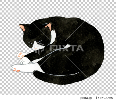 黑白三色貓蜷縮著睡覺 - 手繪水彩寵物和動物插畫 134698260