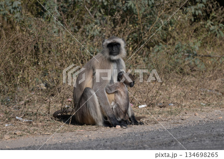 ハヌマンラングールの親子 134698265