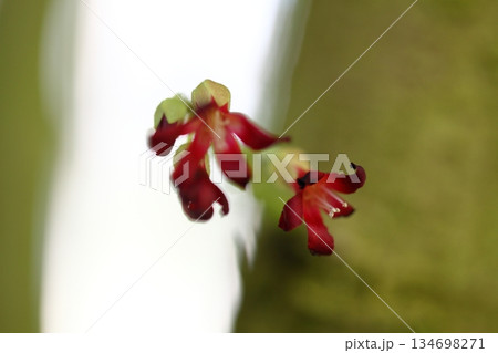 ナガバノゴレンシの花 134698271