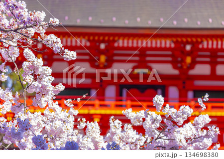 神社の桜 134698380