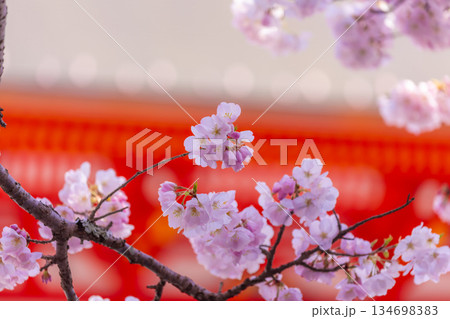 神社の桜 神社の桜 134698383
