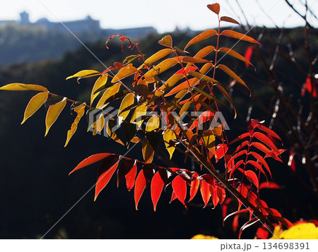 日ざしを浴びたハゼノキ(紅葉した源内山の櫨の木) 日ざしを浴びたハゼノキ(紅葉した源内山の櫨の木) 134698391