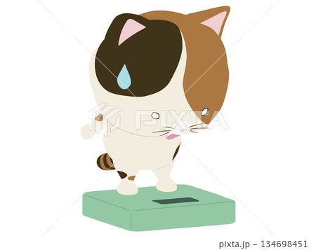 体重計に乗ってショックをうける三毛猫 134698451
