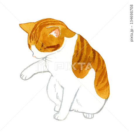 何かに触る茶白猫　ペット・動物の手描き水彩イラスト素材 134698708