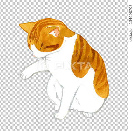 何かに触る茶白猫　ペット・動物の手描き水彩イラスト素材 134698708