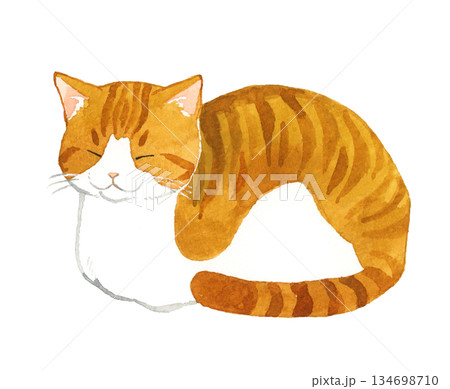 香箱座りをしている茶白猫 ペット・動物の手描き水彩イラスト素材 香箱座りをしている茶白猫 ペット・動物の手描き水彩イラスト素材 134698710