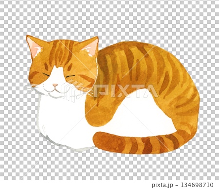 一隻棕白相間的貓咪蜷縮成一個類似盒子的姿勢。手繪水彩寵物動物插畫。 134698710