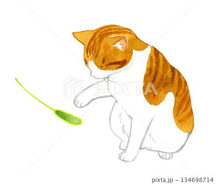 猫じゃらしで遊ぶ茶白猫 ペット・動物の手描き水彩イラスト素材 猫じゃらしで遊ぶ茶白猫 ペット・動物の手描き水彩イラスト素材 134698714