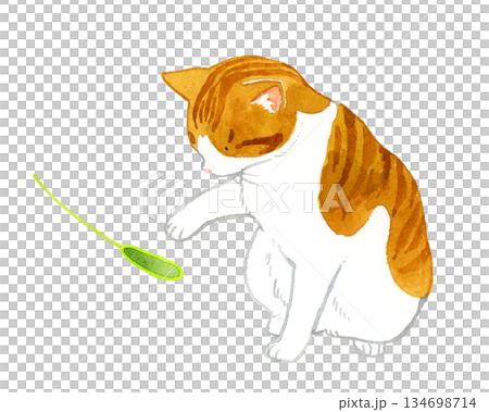 猫じゃらしで遊ぶ茶白猫 ペット・動物の手描き水彩イラスト素材 猫じゃらしで遊ぶ茶白猫 ペット・動物の手描き水彩イラスト素材 134698714