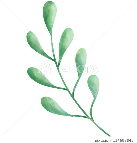 Hand-painted watercolor illustration of Christmas decorative leaves. Hand-painted watercolor illustration of Christmas decorative leaves. 134698843