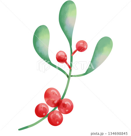 Hand-painted watercolor illustration of Christmas decorative leaves. 134698845