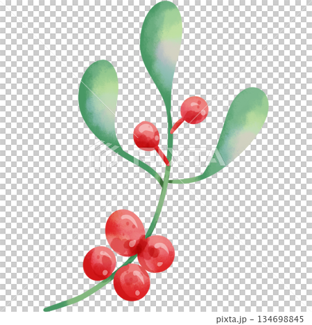 Hand-painted watercolor illustration of Christmas decorative leaves. 134698845