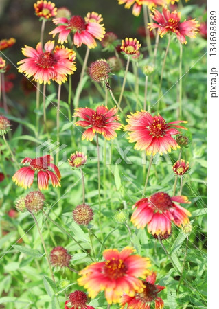 満開のガイラルディア　タテ位置 134698889