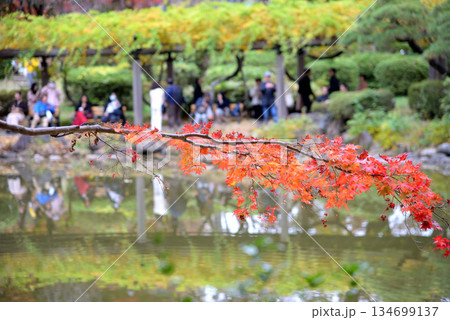 池の上を這うような真っ赤な紅葉の枝 134699137