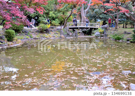 紅葉真っ盛りの池の橋を渡る人々 134699138