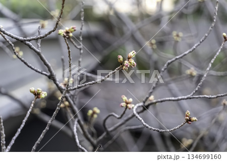 ダンコウバイ（檀香梅）のつぼみ 134699160