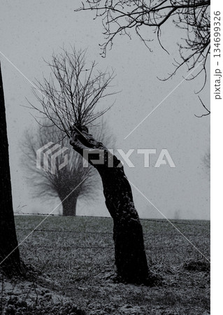 Early snow in East Flanders 134699326