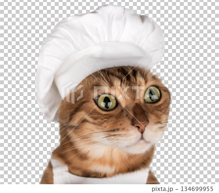 Bengal cat in a chefs hat on a transparent background Bengal cat in a chefs hat on a transparent background 134699955