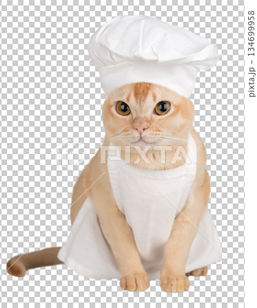 Funny burmese cat in chef hat and apron Funny burmese cat in chef hat and apron 134699958