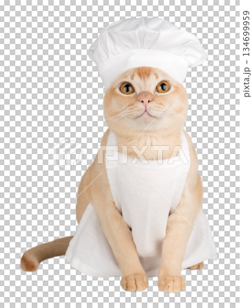 Funny burmese cat in chef hat and apron Funny burmese cat in chef hat and apron 134699959