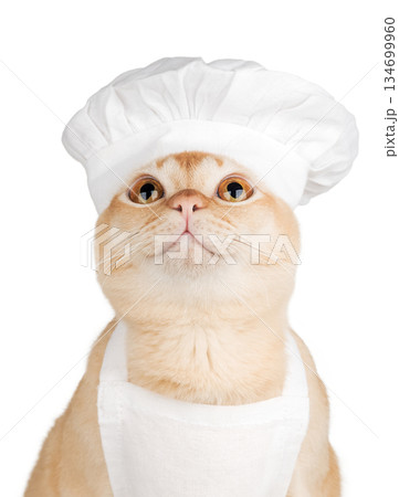 A Burmese cat in a chefs hat looks up against a transparent background. A Burmese cat in a chefs hat looks up against a transparent background. 134699960