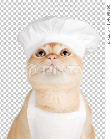 A Burmese cat in a chefs hat looks up against a transparent background. A Burmese cat in a chefs hat looks up against a transparent background. 134699960