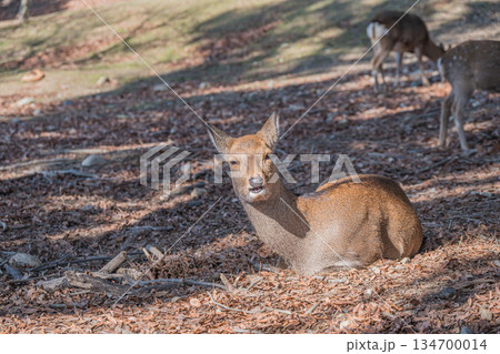 ニホンジカ(メス) 奈良公園 ニホンジカ(メス) 奈良公園 134700014