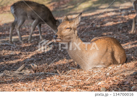 ニホンジカ(メス) 奈良公園 ニホンジカ(メス) 奈良公園 134700016