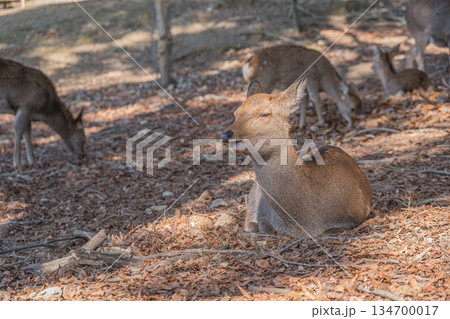 ニホンジカ（メス）　奈良公園 134700017