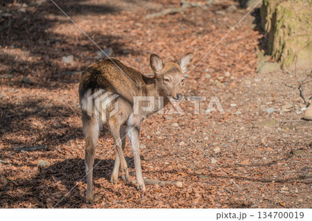 ニホンジカ（メス）　奈良公園 134700019