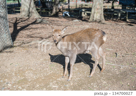 奈良公園の鹿 134700027