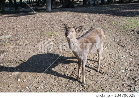 奈良公園の鹿 134700029