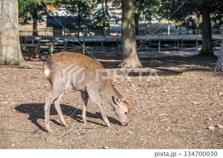 奈良公園の鹿 134700030