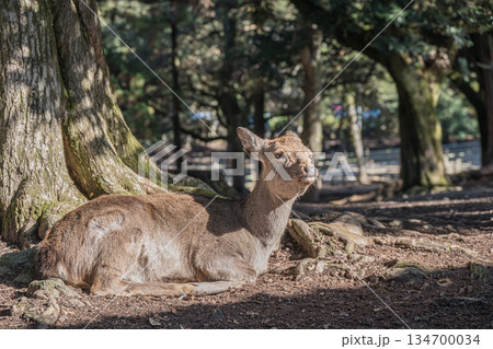 木の根元で寛ぐ鹿　奈良公園 134700034