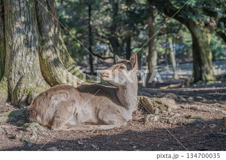 木の根元で寛ぐ鹿　奈良公園 134700035