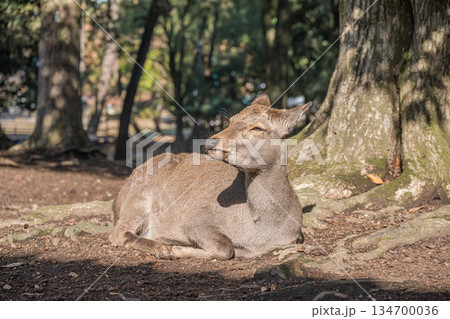 木の根元で寛ぐ鹿　奈良公園 134700036