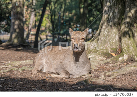 木の根元で寛ぐ鹿　奈良公園 134700037