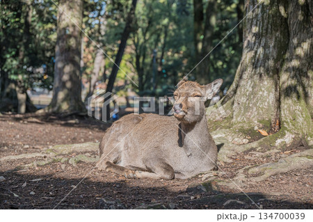 木の根元で寛ぐ鹿　奈良公園 134700039