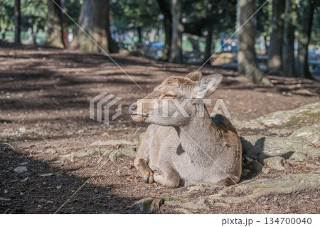木の根元で寛ぐ鹿　奈良公園 134700040