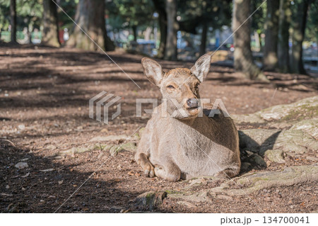 木の根元で寛ぐ鹿　奈良公園 134700041