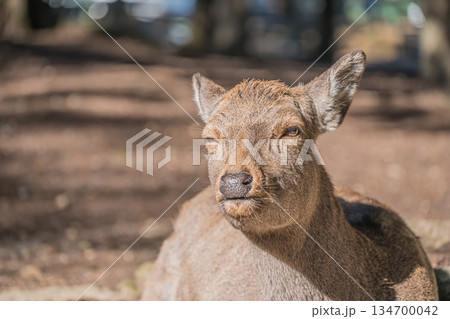 ニホンジカ　奈良公園 134700042